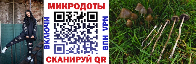 купить Балашов MEGA Псилоцибиновые грибы Psilocybine cubensis